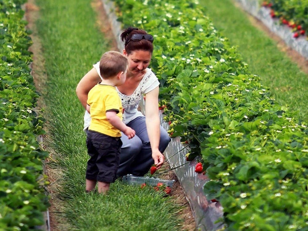 Thumbnail for Bacchus Marsh Strawberry and Cherry Festival