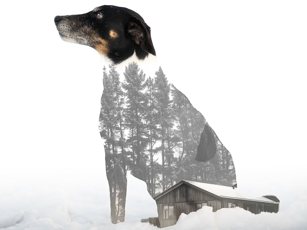 Thumbnail for Pet Portrait