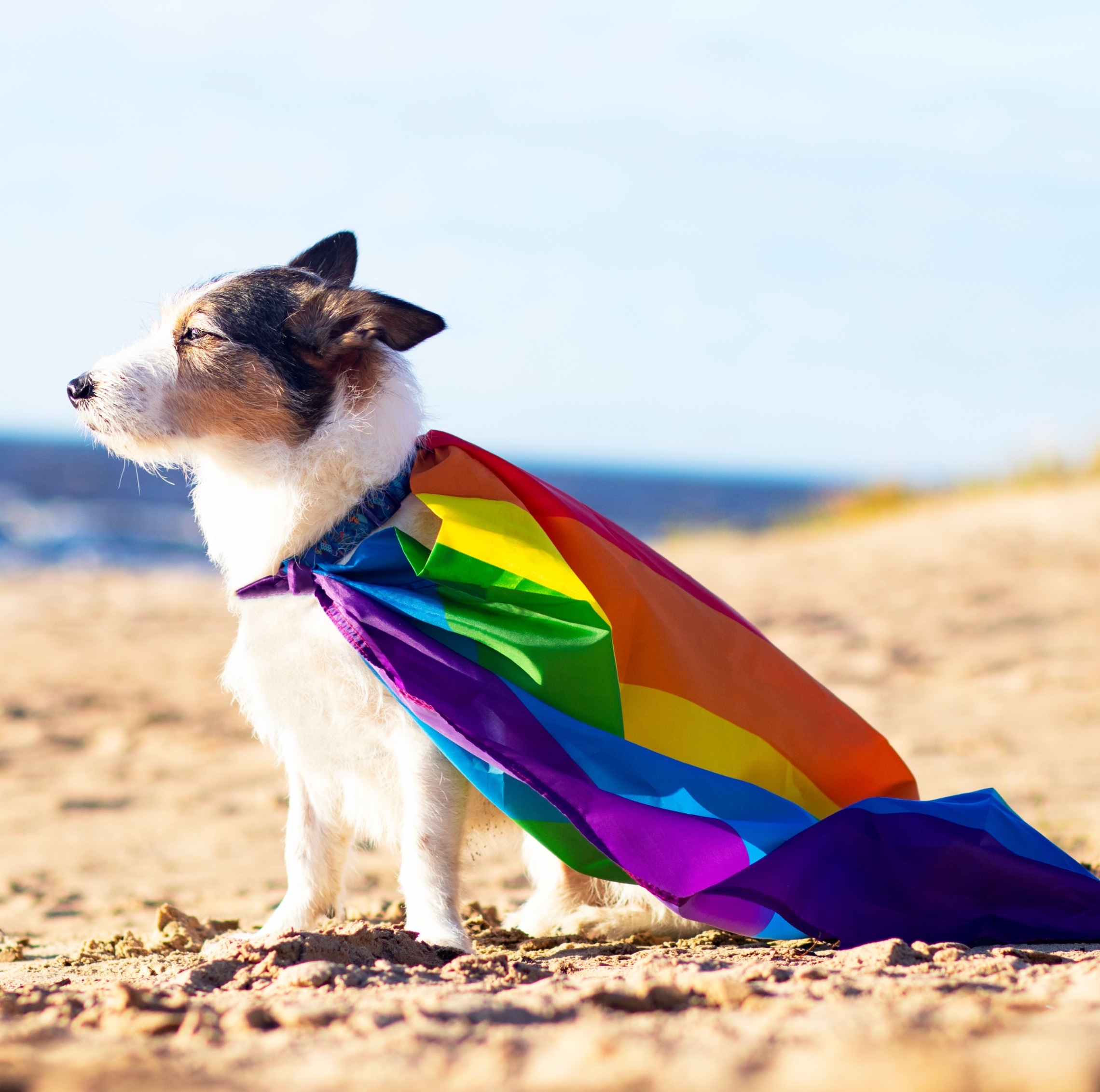 Thumbnail for Pet Pride community photo exhibition