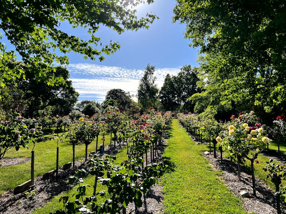 Thumbnail for Rose pruning workshops at Ballarat New Cemetery