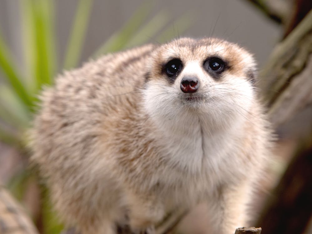 Thumbnail for Winter Festival Meerkat Trail