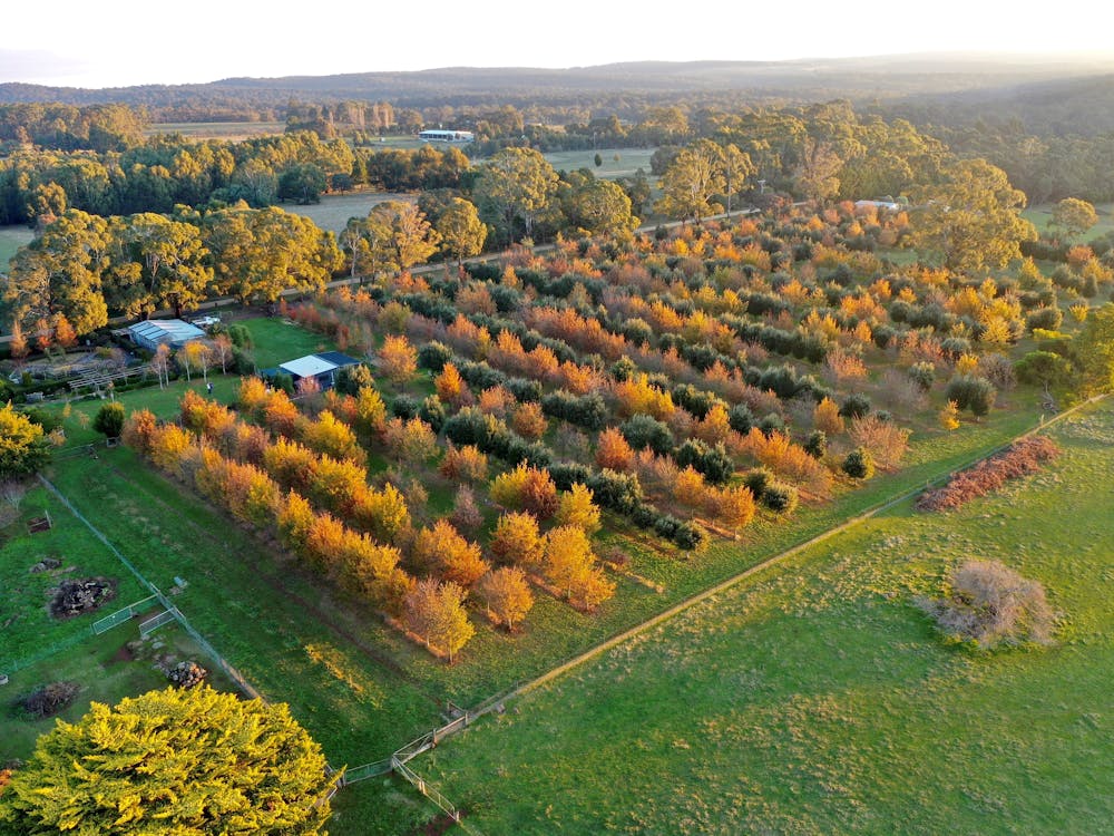 Thumbnail for Black Cat Truffles by Liam Downes