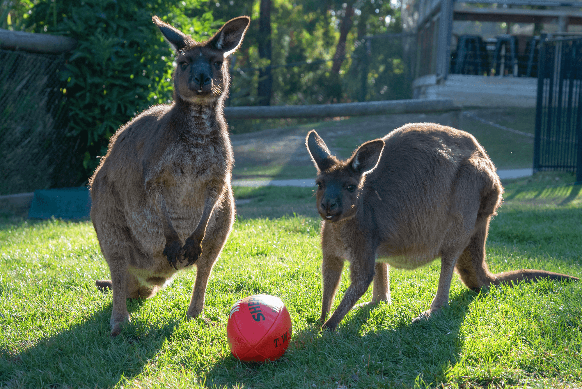 The AFL Community Series in Ballarat teaser image