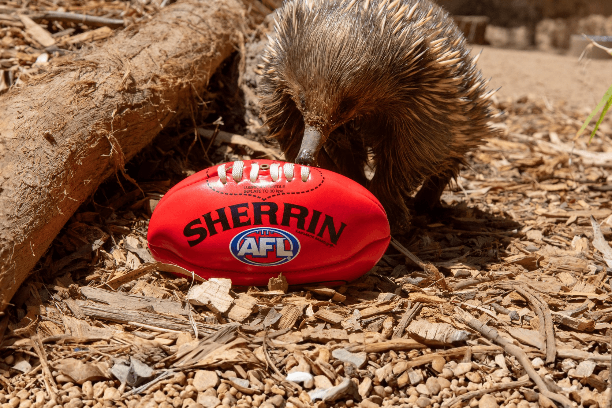 Thumbnail for The AFL Community Series in Ballarat