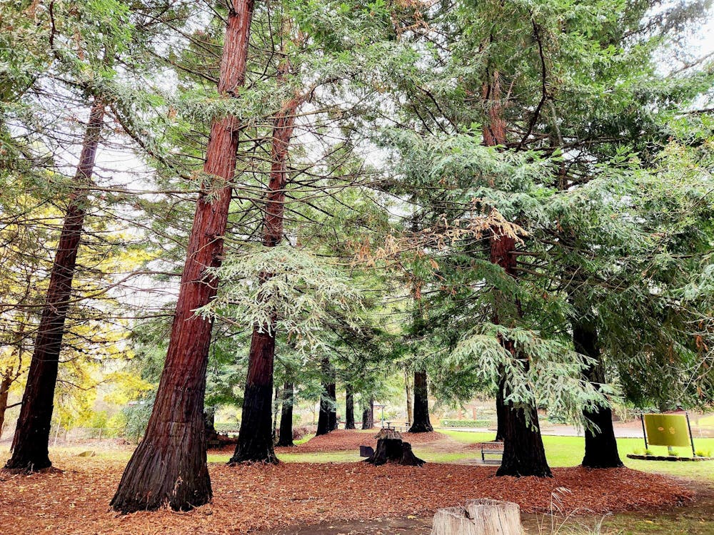 Thumbnail for Guided Forest Therapy at Kirks Reservoir Parkland