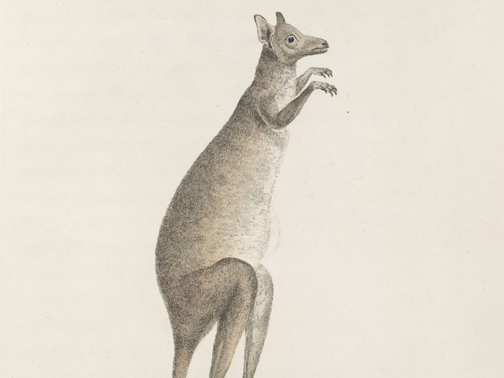 Thumbnail for Aussie Animals Scavenger Hunt