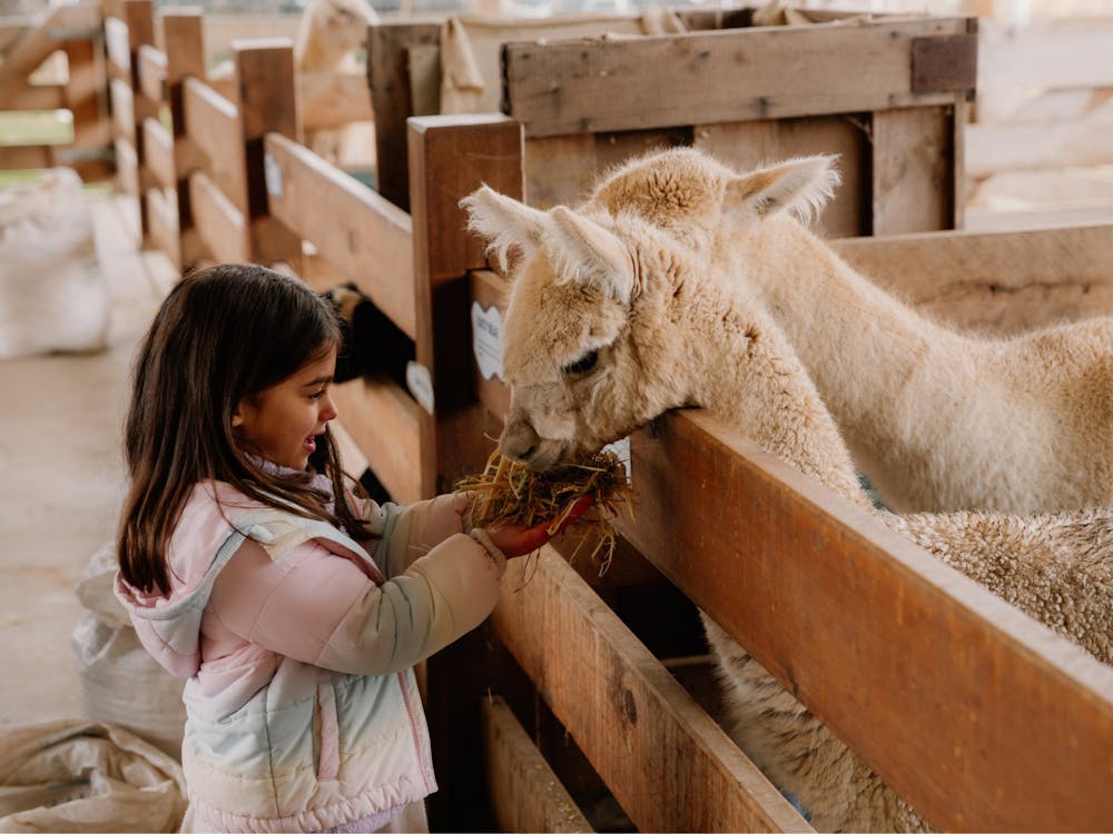 Thumbnail for Christmas Cheer in July for School Holidays