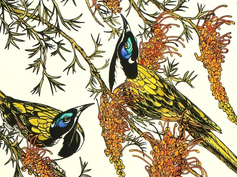 Blue Faced Honeyeaters - Vida Pearson