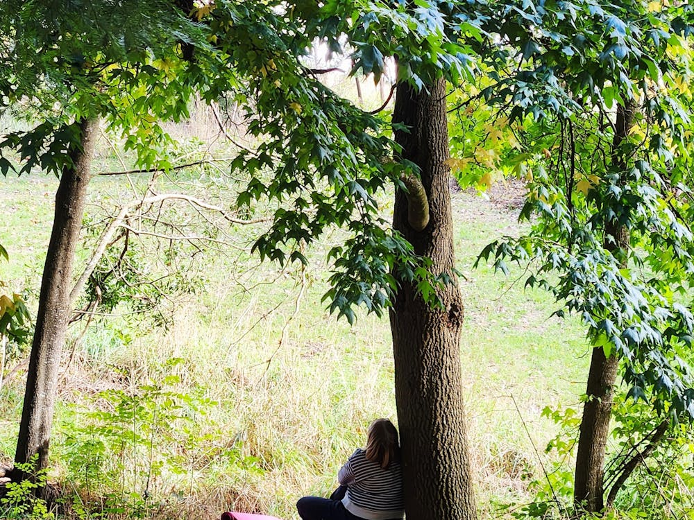 Thumbnail for Guided Forest Therapy Kirks Reservoir Parkland