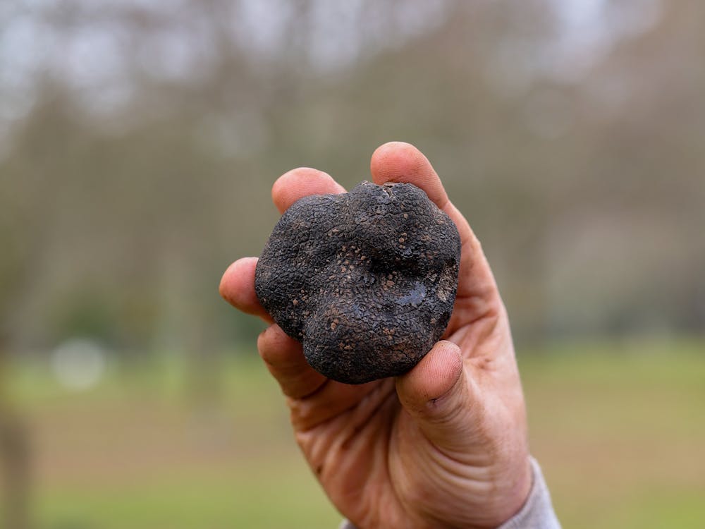 From Earth to Glass: Truffles & Spirits