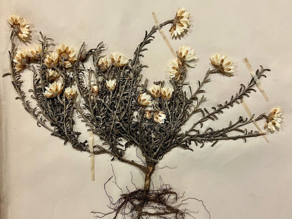 Thumbnail for Arresting the Ephemeral: The Beautiful Usefulness of a Victorian Herbarium