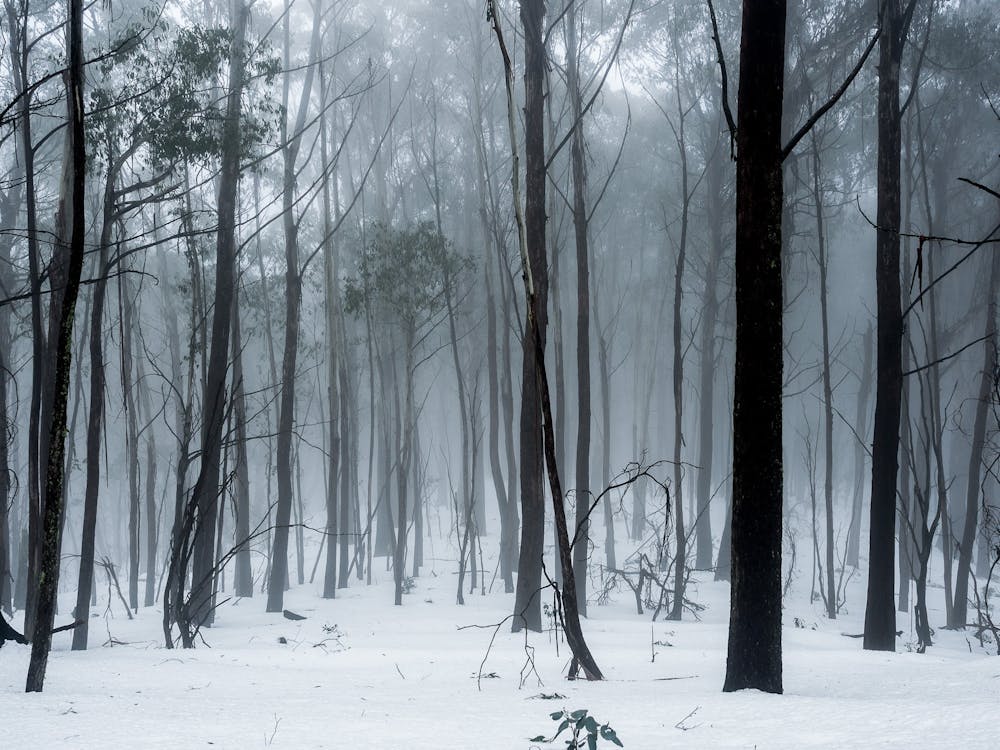 fog trees winter snow