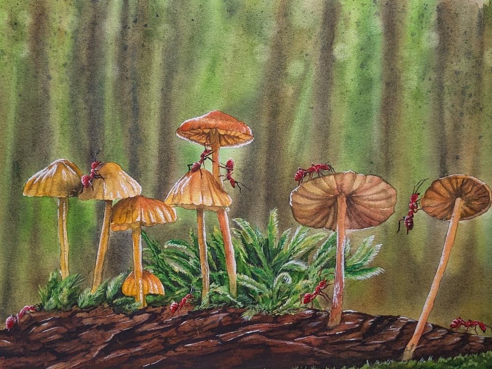 colourful fungi on the forest floor  beneath a canopy of tall trees