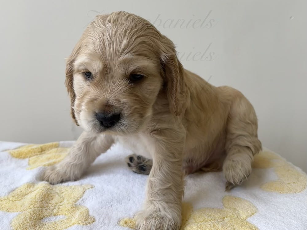 Thumbnail for Ballarat Cocker Spaniel Puppy Yoga Class