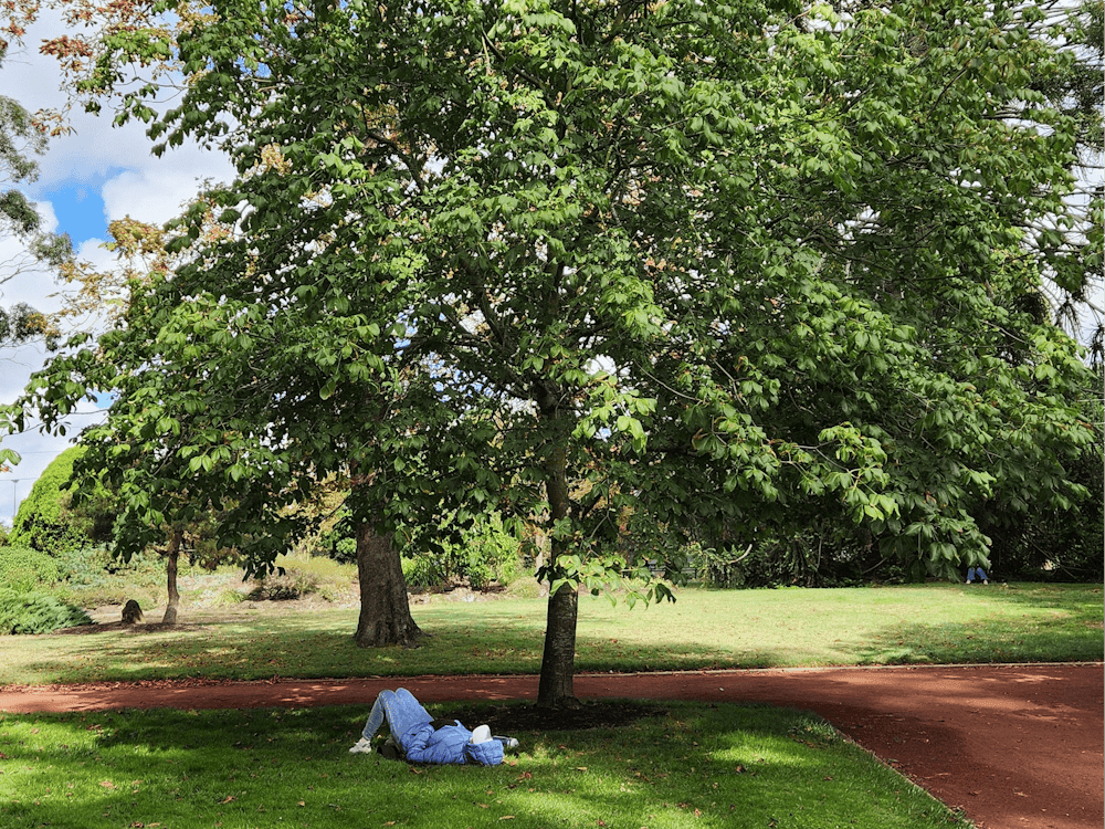 Meet a Tree Activity