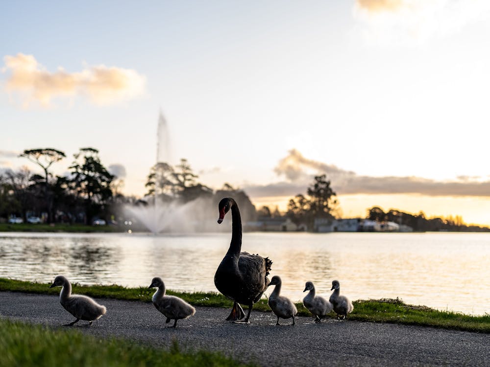 A black swan walking with six cygnets along the shoreline of Lake Wendouree at sunset.