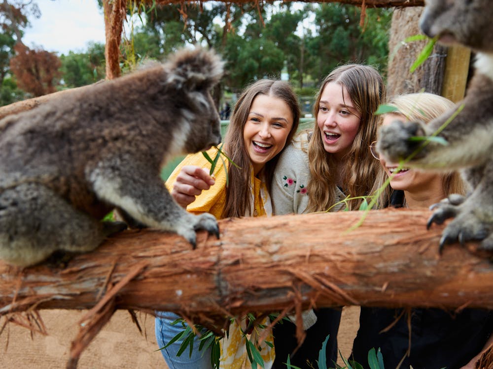 Two people looking at awe at 2 Koala's on a log