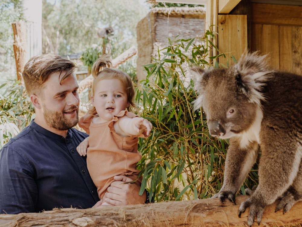 Koala