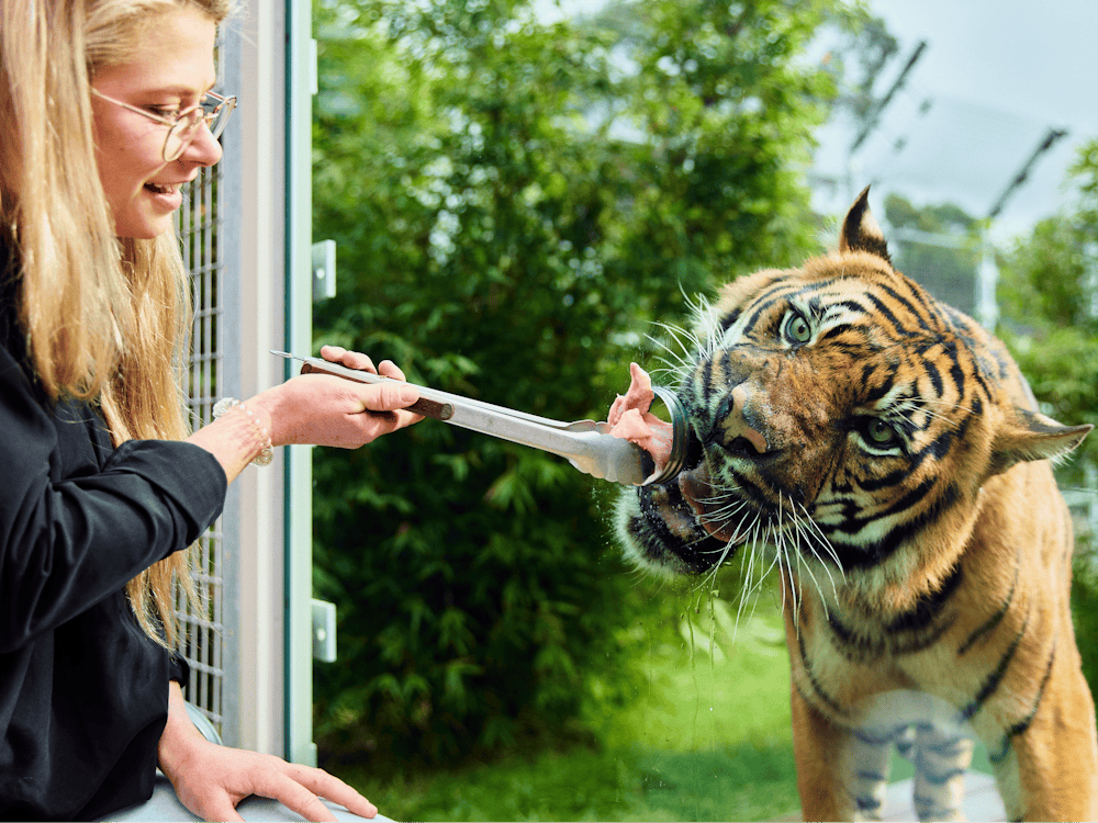 Tiger eating