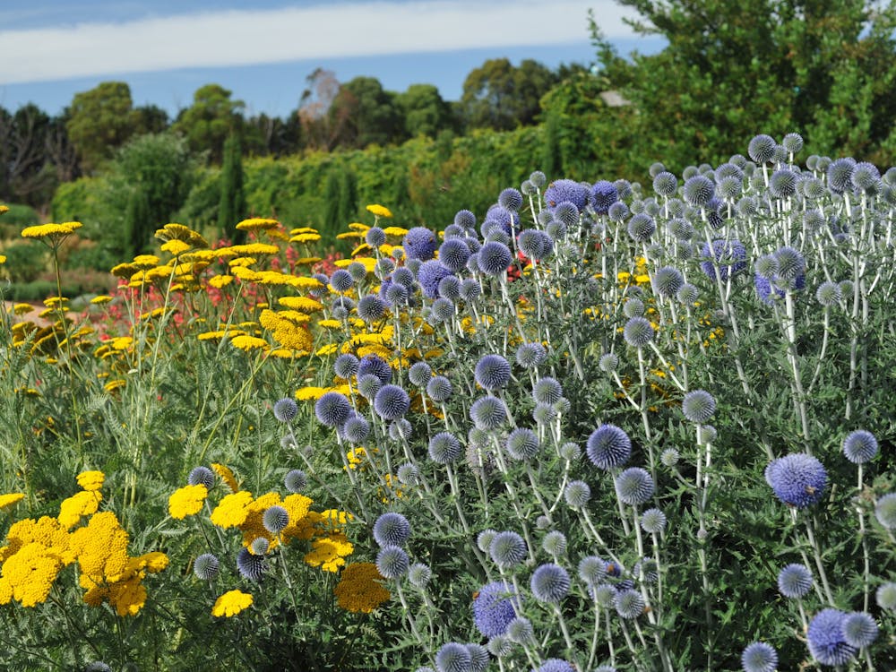 Echinops bannaticus with Achillea 'Coronation Gold'