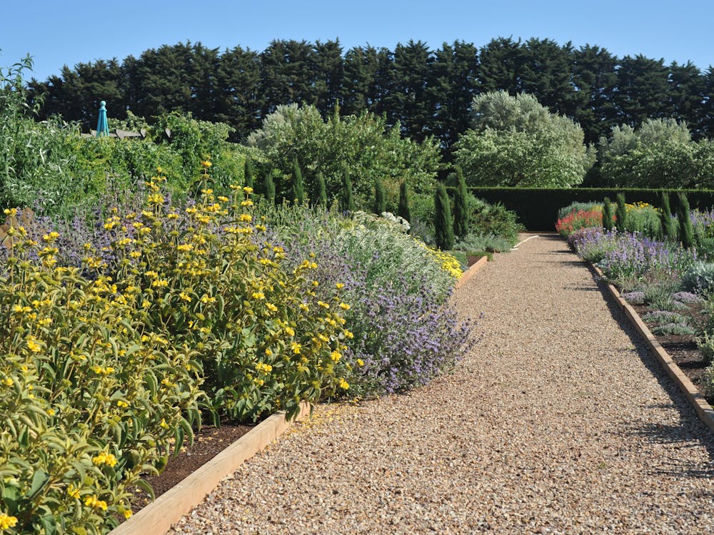 Phlomis and Salvia at Lambley