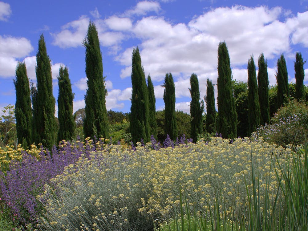 Santolina and Panicum