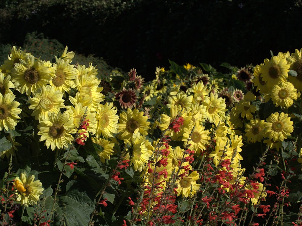 Sunflowers with Salvia darcyi