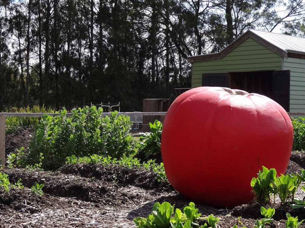 Tomato