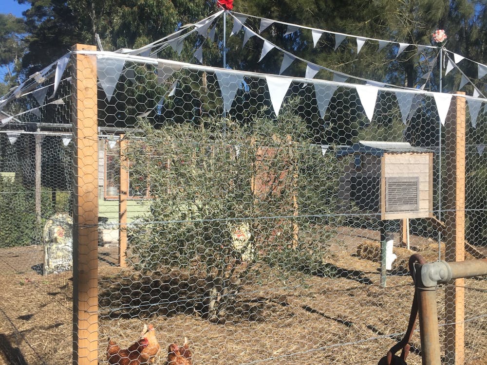 chooks
