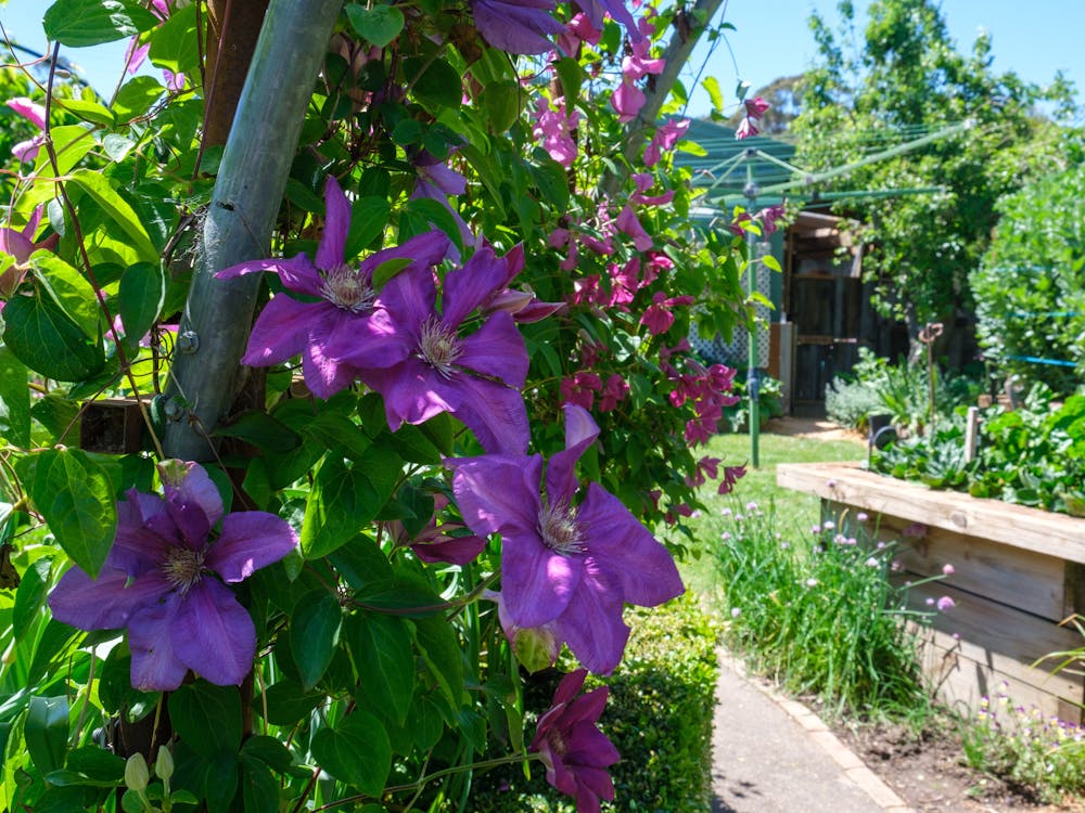 Creswick Garden