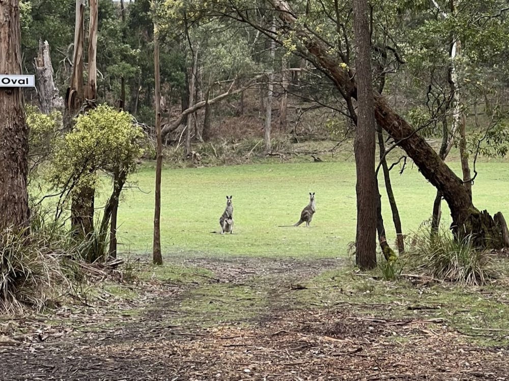 Two kangaroos stand on an oval looking at the photographer