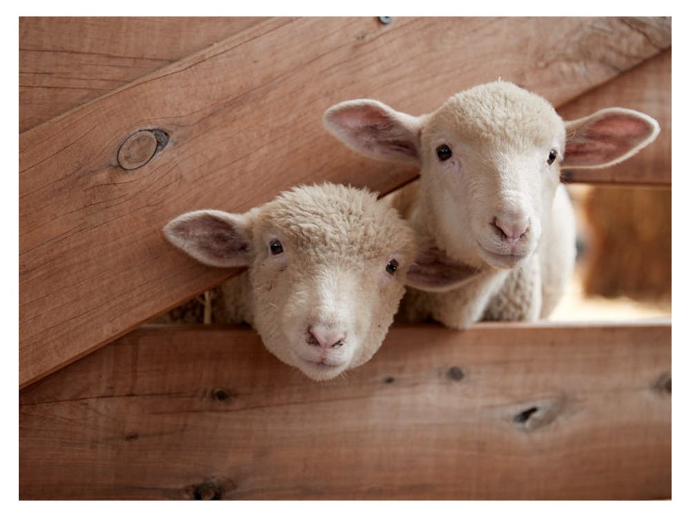 Lambs at Creswick farm-yard