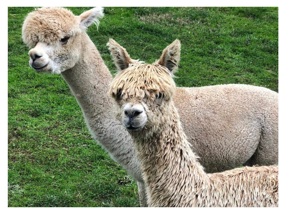 Creswick Alpacas