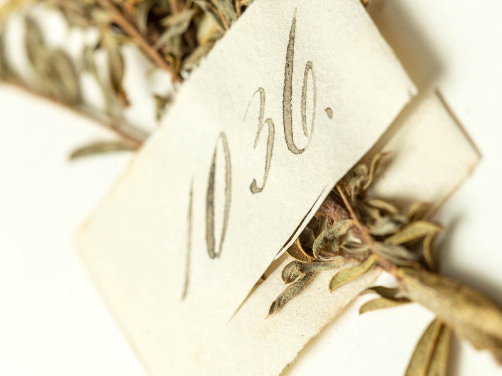 Thumbnail for The National Herbarium of Victoria: A scientific and cultural treasure