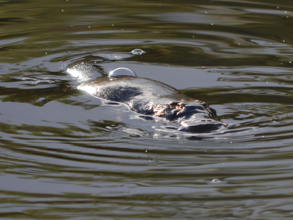Resident platypus in the lake