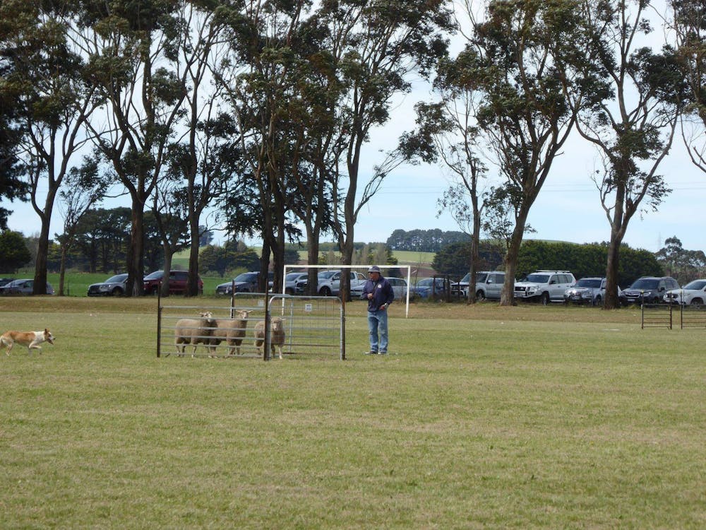 Dean Sheepdog Trials - Old Sniff Classic