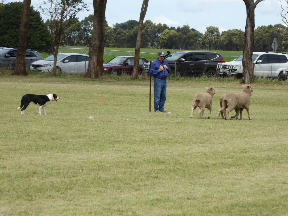 Thumbnail for Dean Sheepdog Trials – Old Sniff Classic