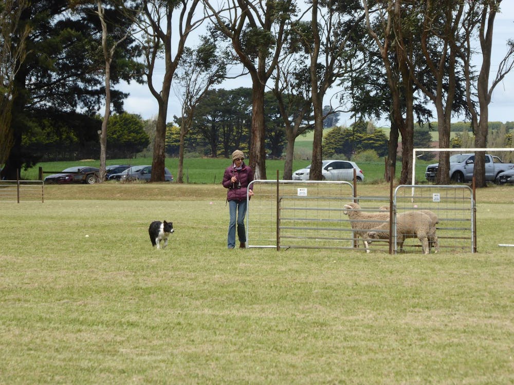 Dean Sheepdog Trials - Old Sniff Classic