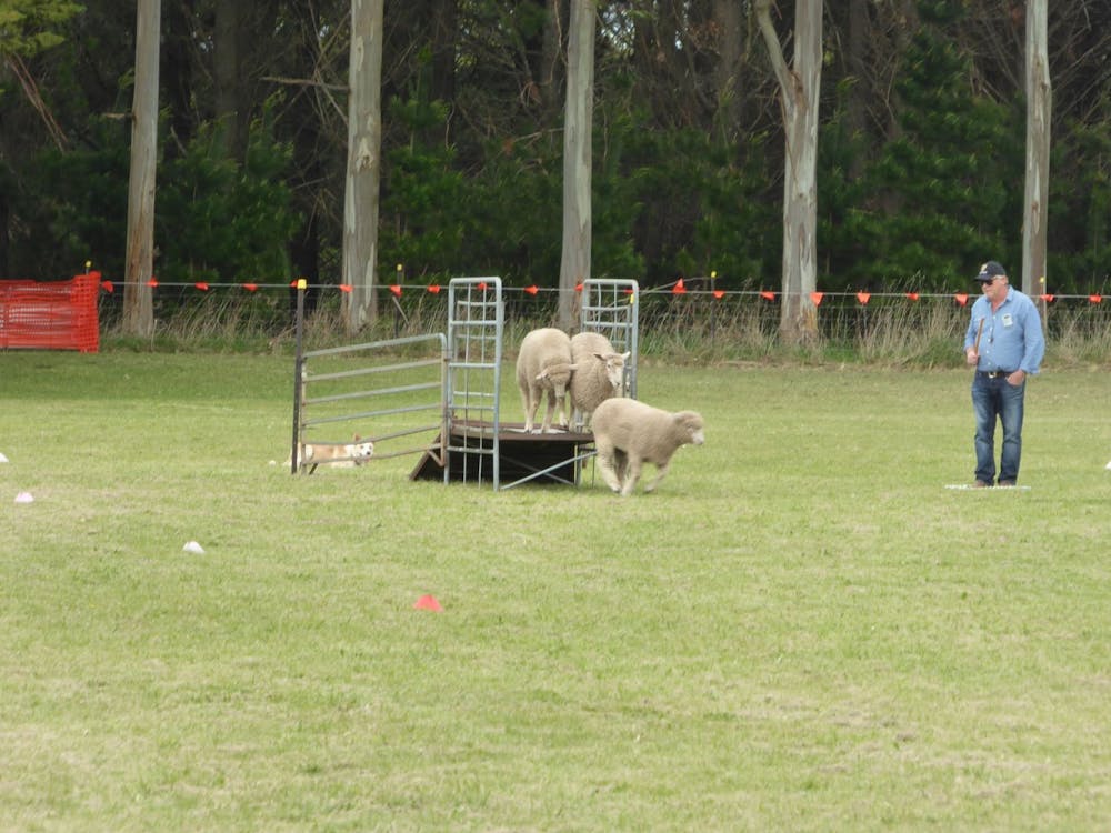 Dean Sheepdog Trials - Old Sniff Classic