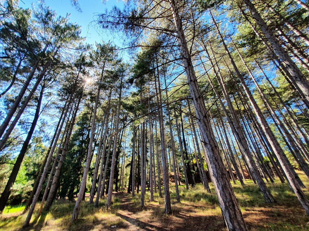 Creswick Holiday Park surrounds