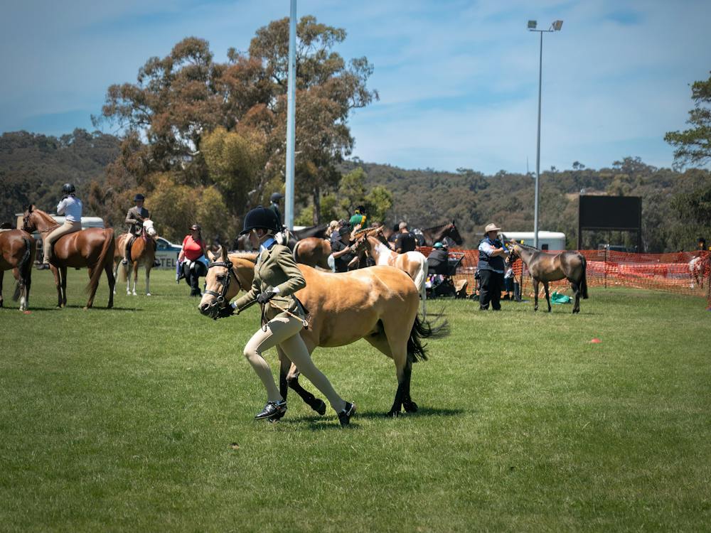 Horse Show