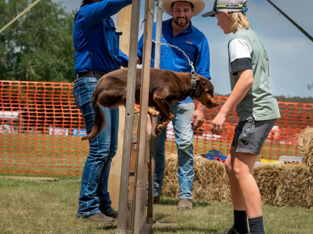 Dog Jump