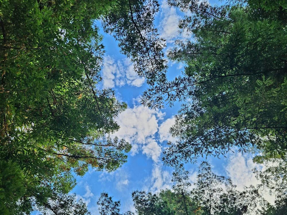 Cloud Gazing