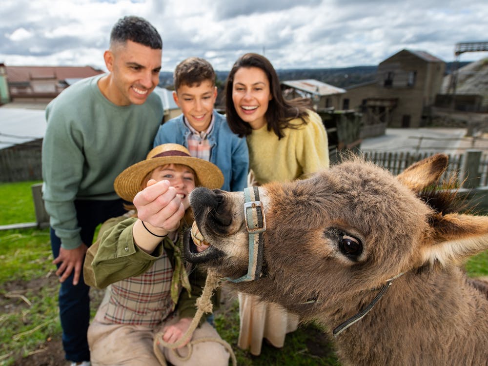 Family watching on as an animal handler feeds a donkey