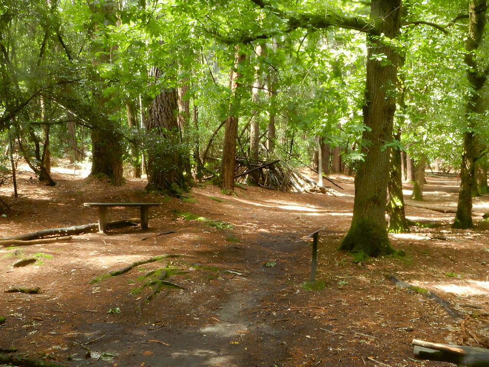 Looking out to the Goldfields Walking trail which is winding along the unsealed ground & tall trees