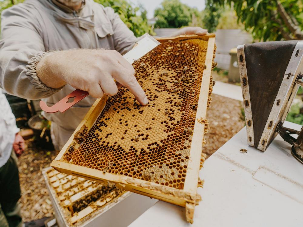 Frame Brood