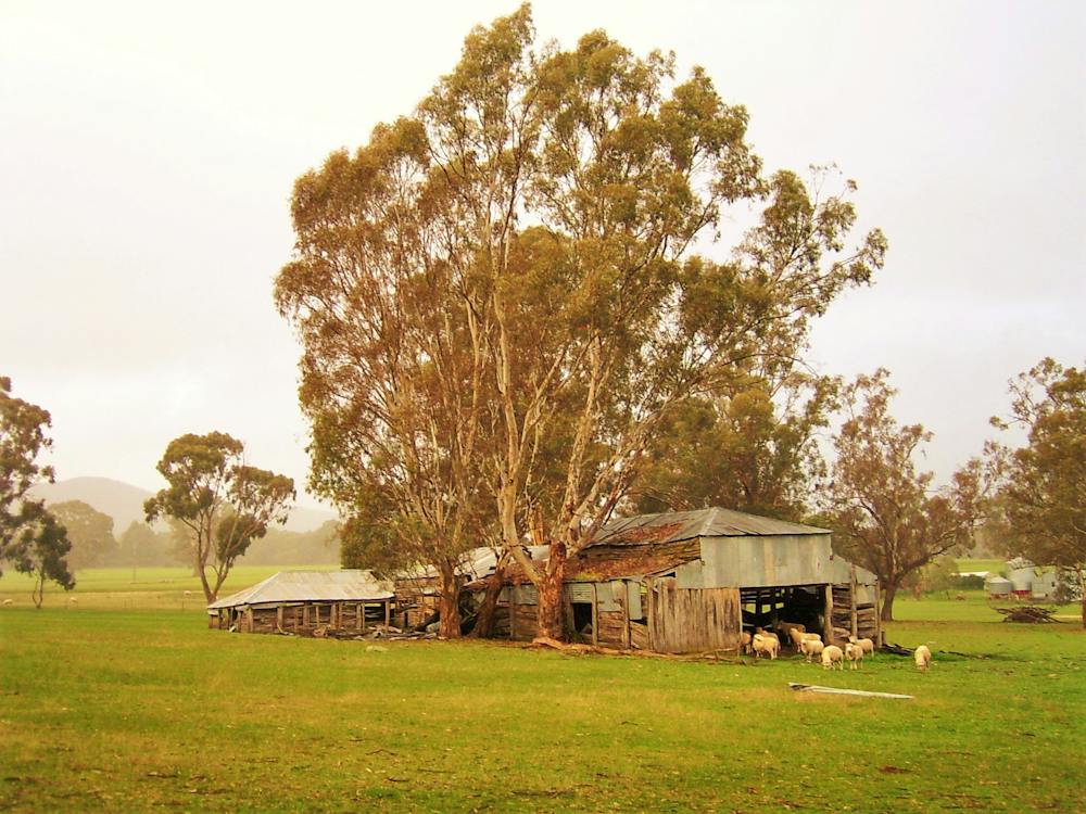 Shearing Shed