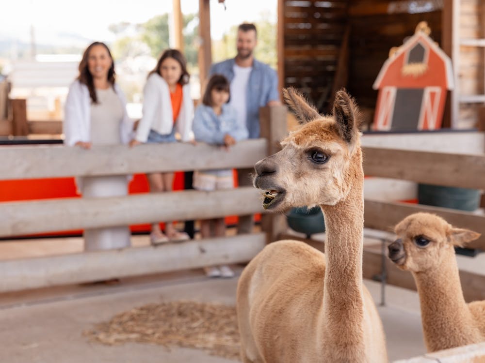 Thumbnail for The School Holiday Animal Farm Experience