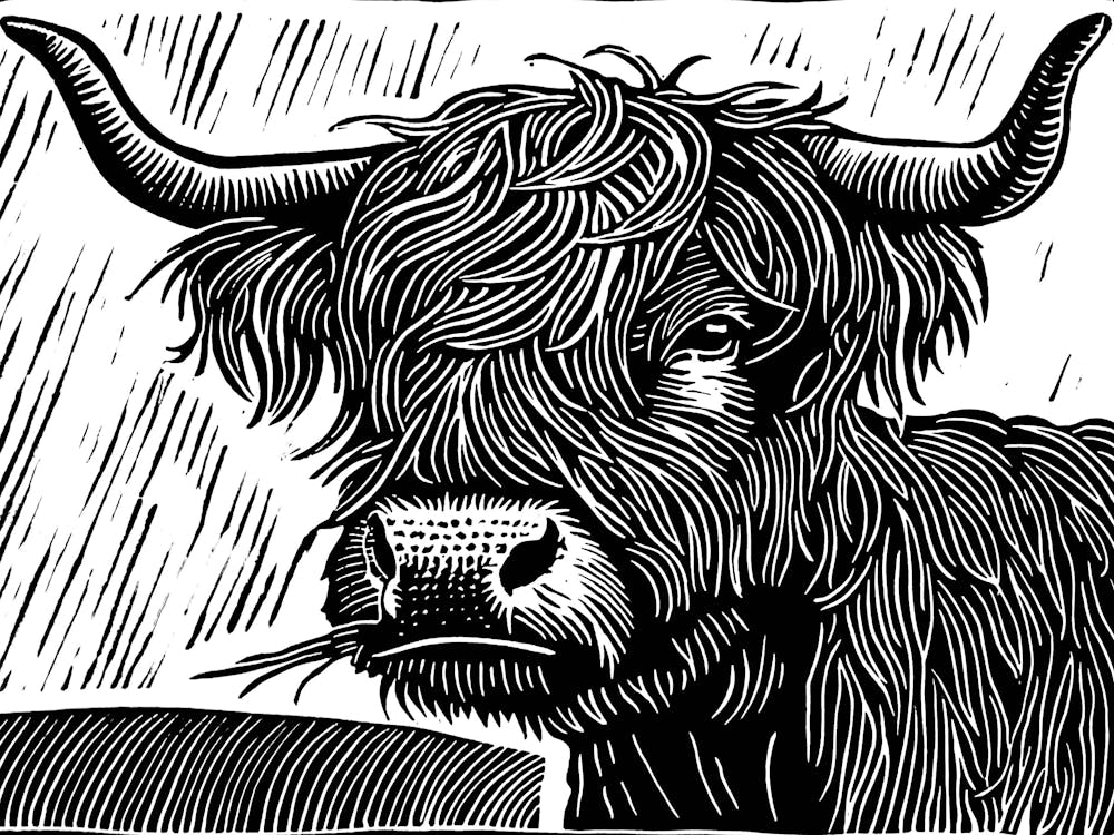Black and White Print of a Highland Coww
