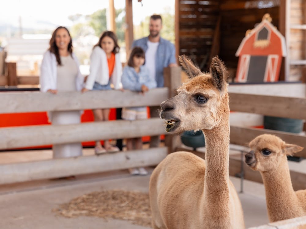 MEET CRESWICK FUN LOVING ANIMALS